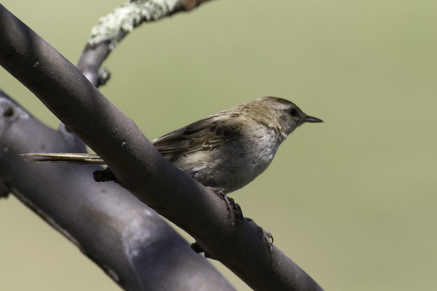 Little Grassbird (Image ID 17598)