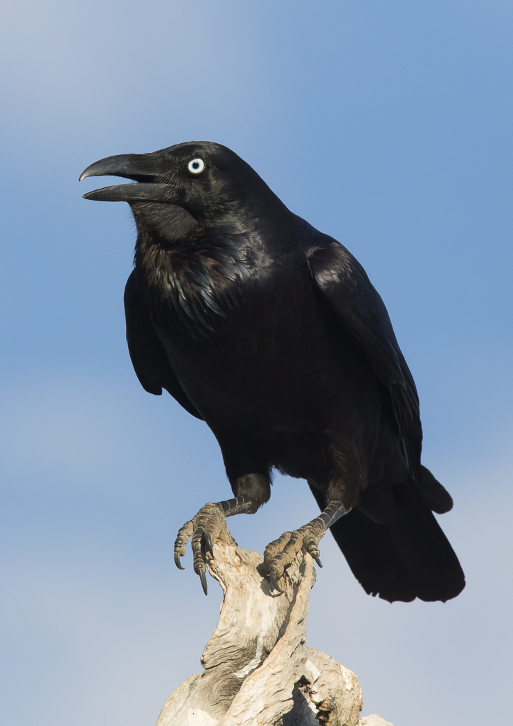 Australian Raven (Image ID 17802)