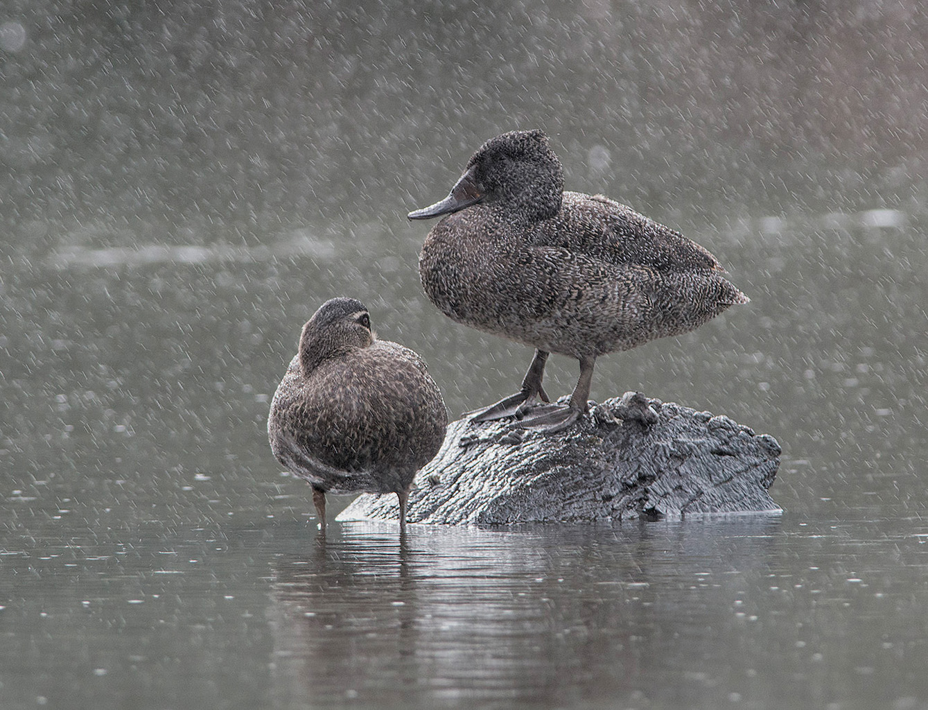Freckled Duck,Pacific Black Duck (Image ID 18107)