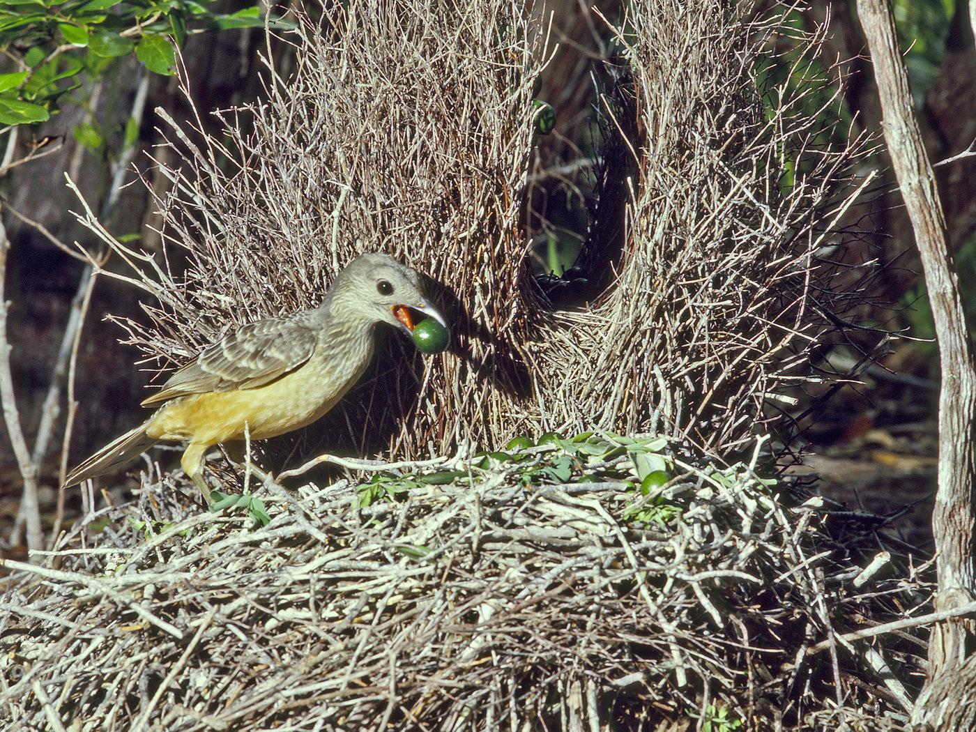 Fawn-breasted Bowerbird (Image ID 18169)