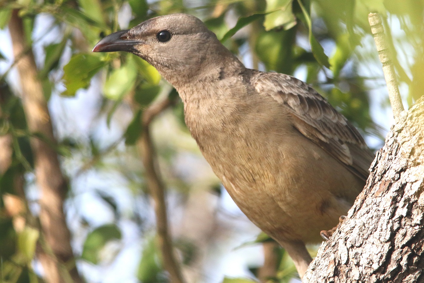 Great Bowerbird (Image ID 18007)
