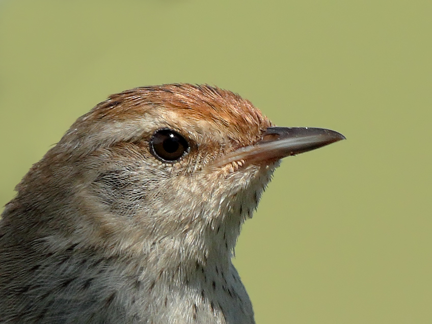 Little Grassbird (Image ID 18448)