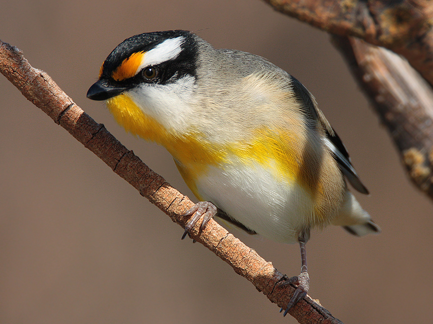 Striated Pardalote (Image ID 18262)