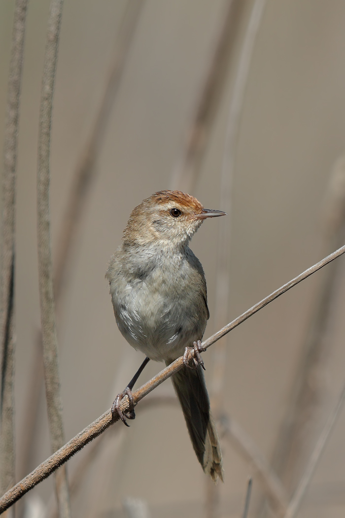 Little Grassbird (Image ID 18449)