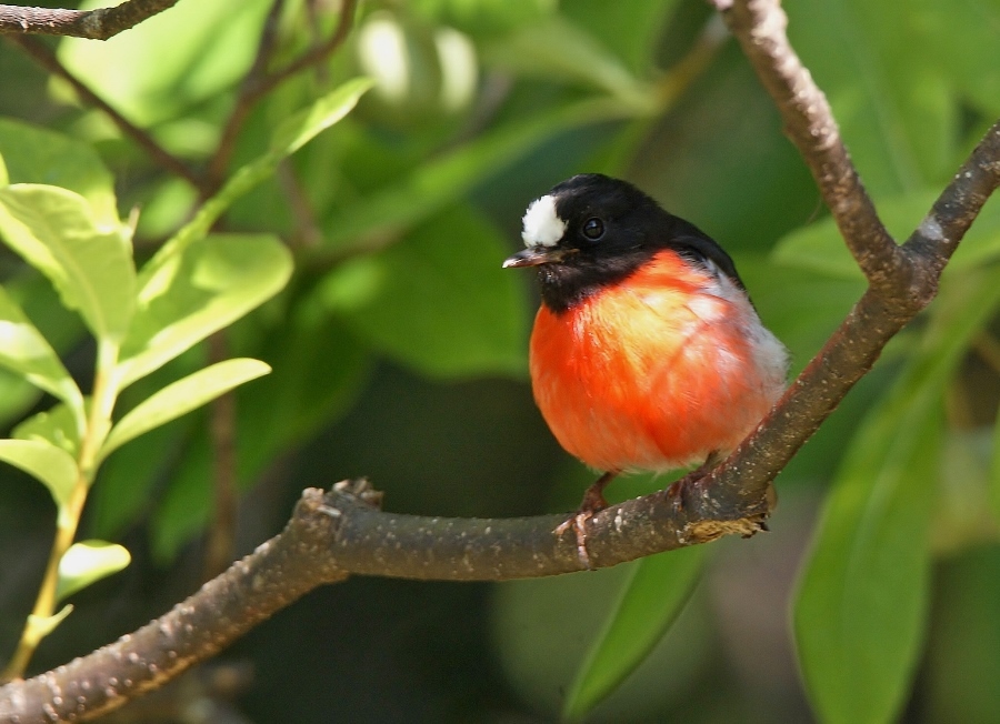 Scarlet Robin complex (Image ID 18415)