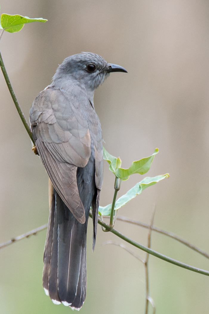 Brush Cuckoo (Image ID 18422)