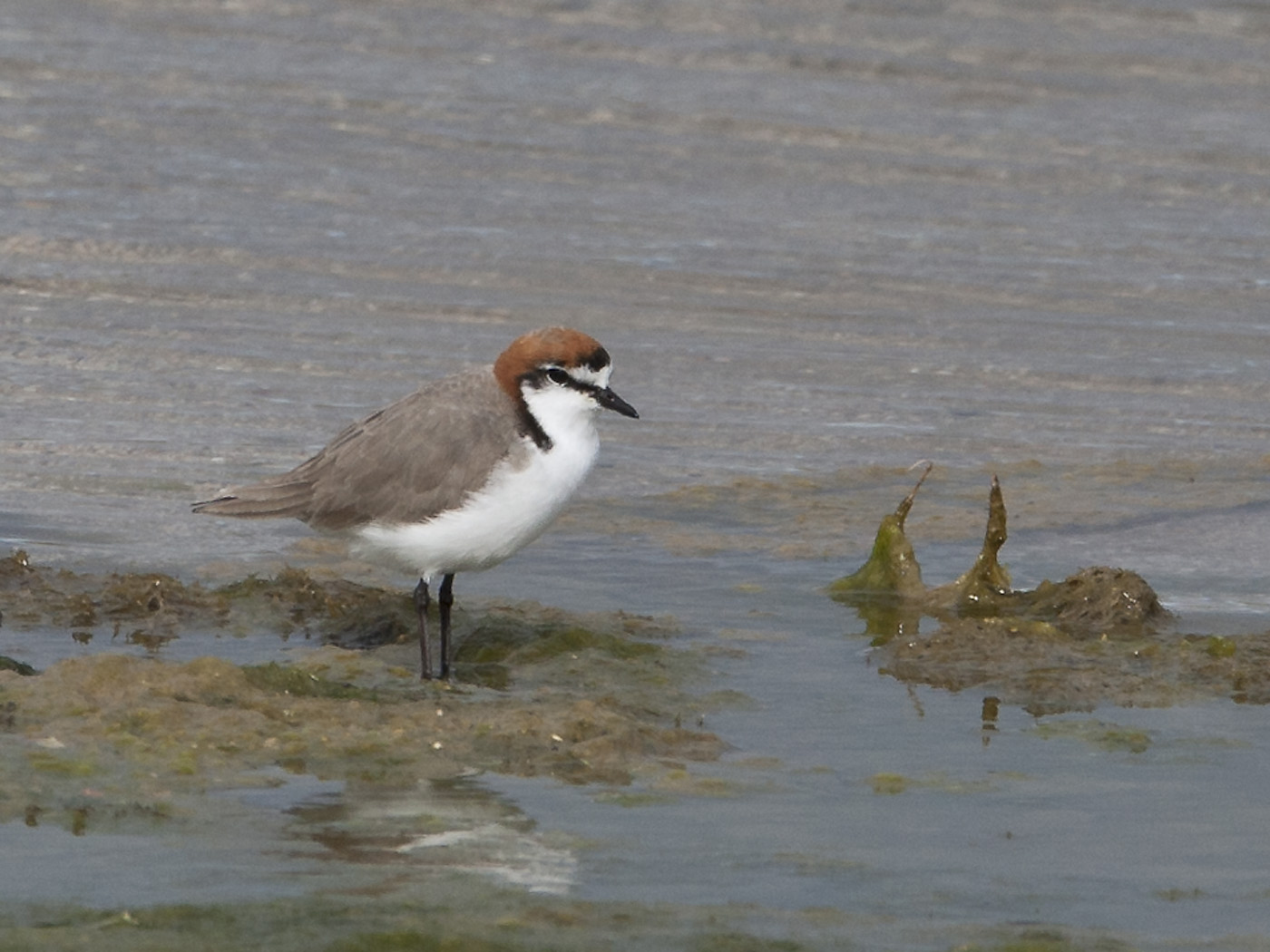 Red-capped Plover (Image ID 18264)