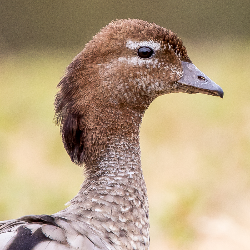 Australian Wood Duck (Image ID 18860)