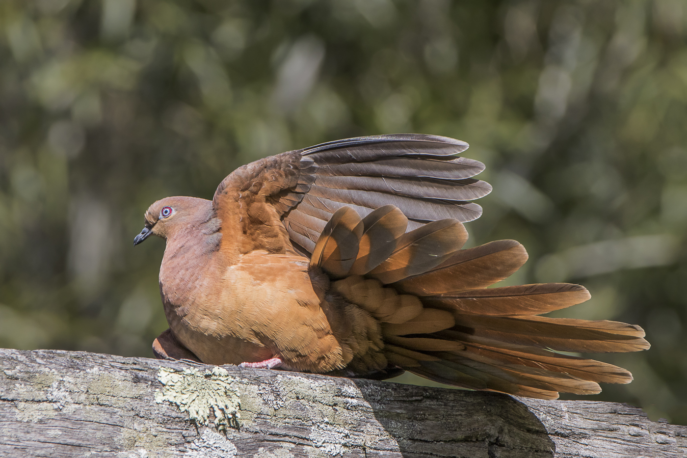 Brown Cuckoo-Dove (Image ID 18957)