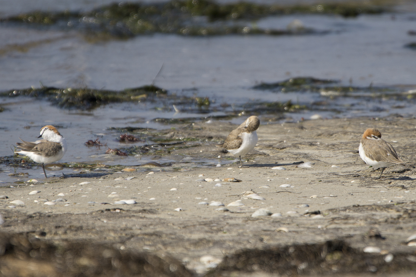 Red-capped Plover (Image ID 19082)