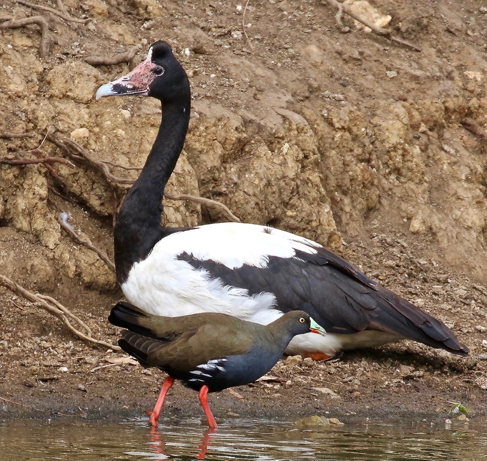 Magpie Goose,Black-tailed Native-hen (Image ID 18968)