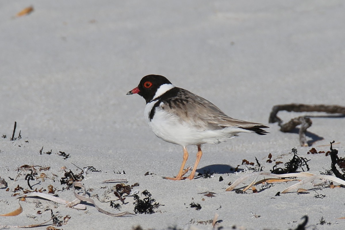 Hooded Plover (Image ID 19036)