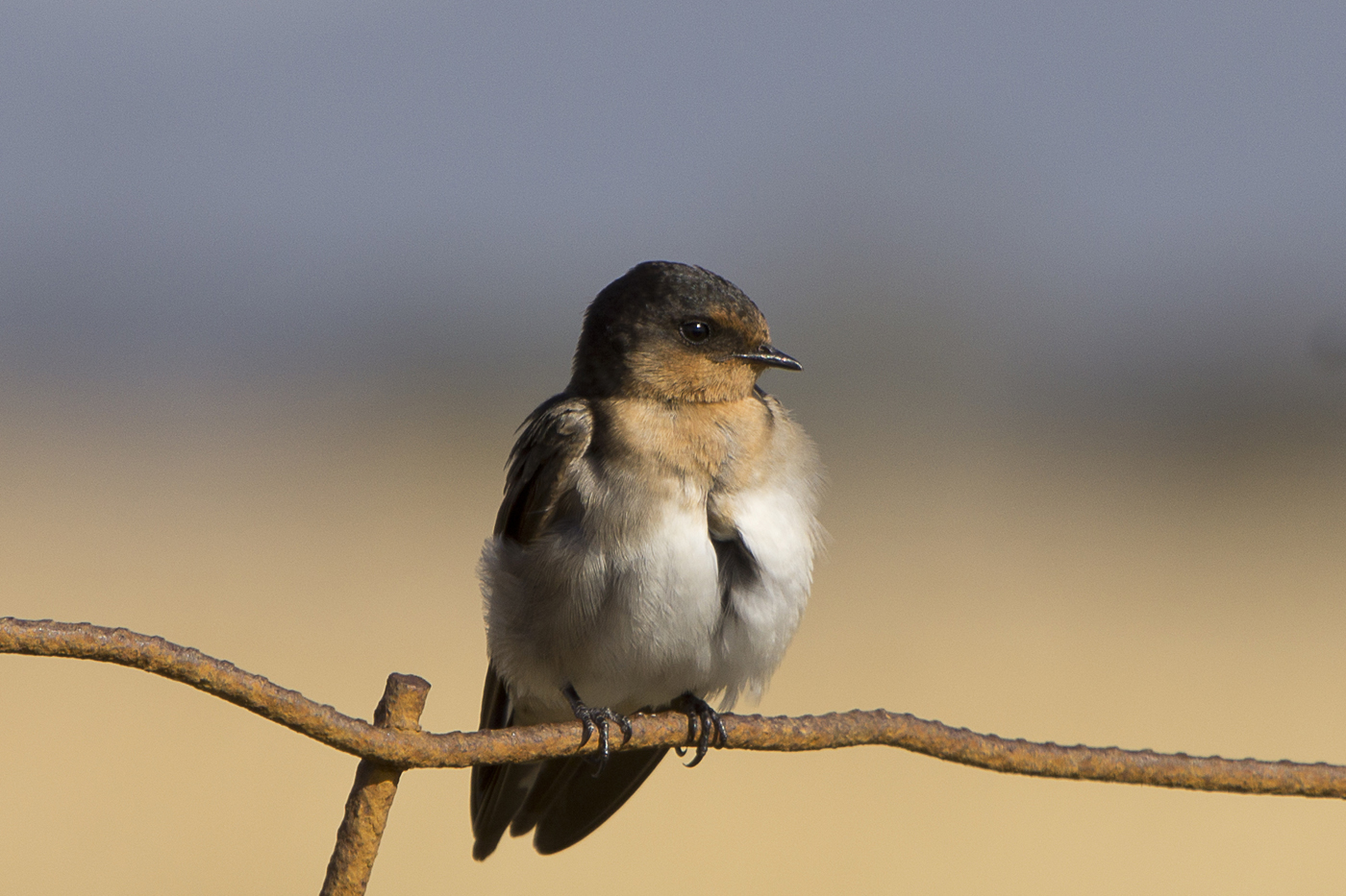 Welcome Swallow (Image ID 18966)