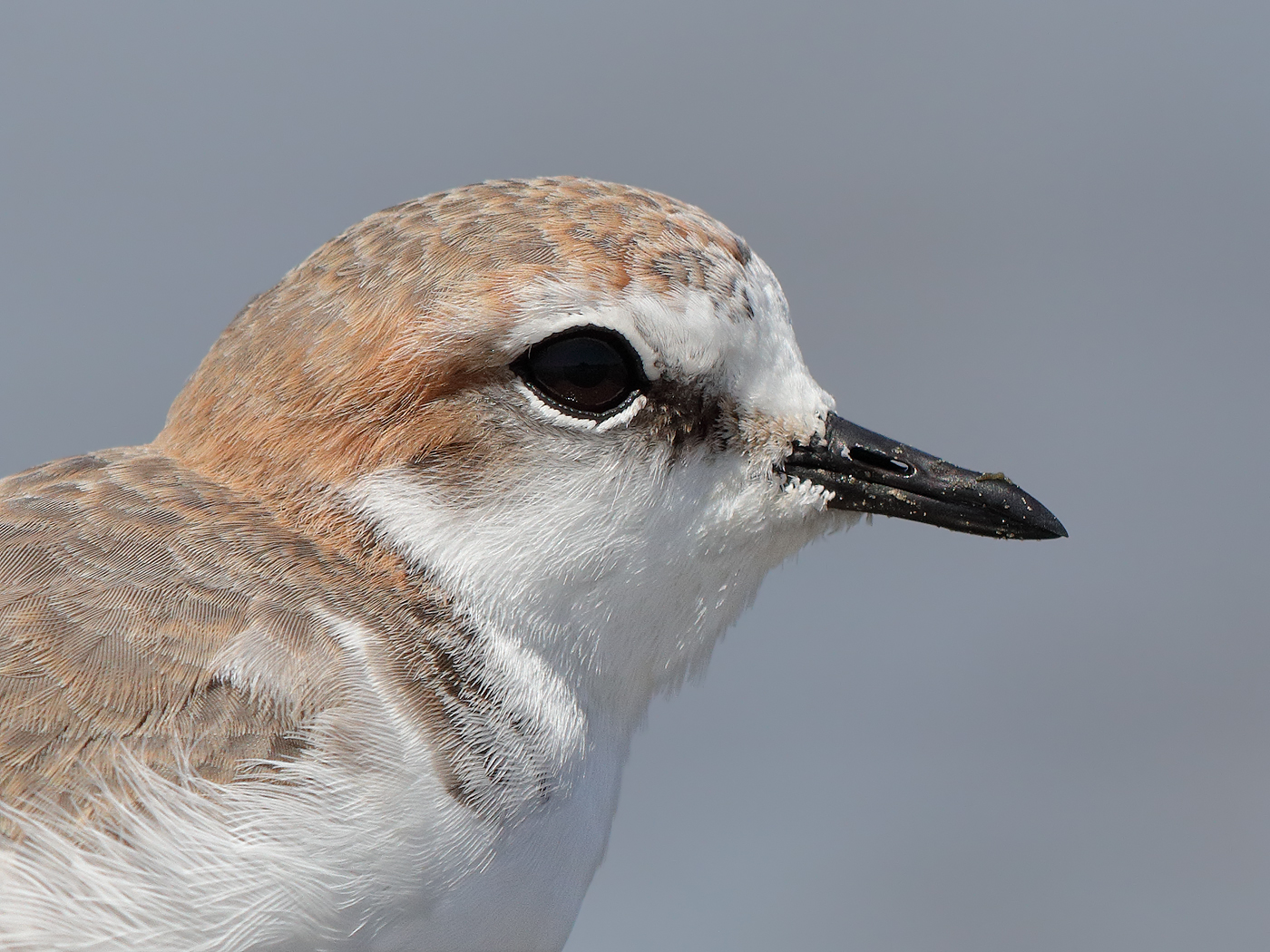 Red-capped Plover (Image ID 18871)