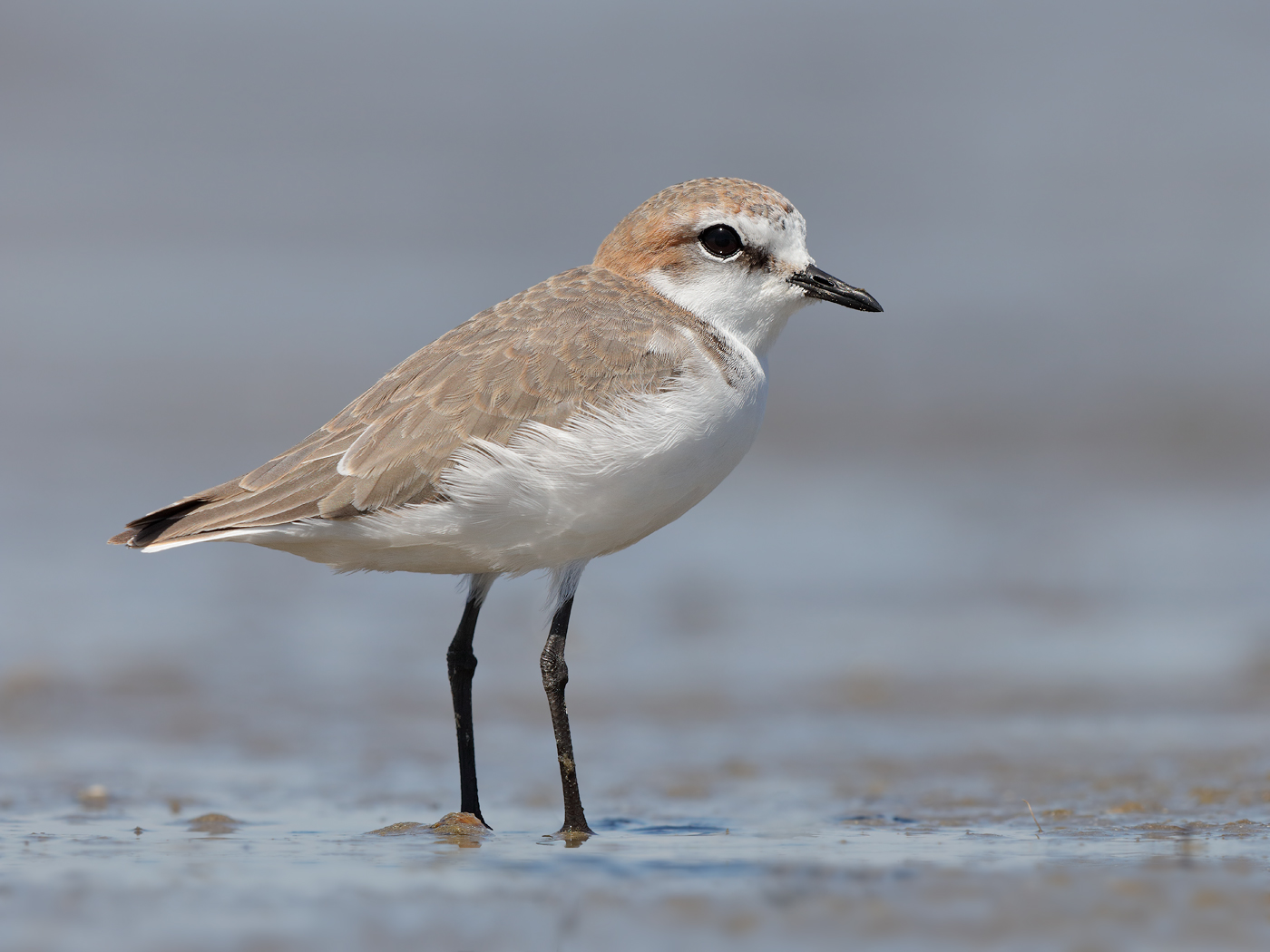 Red-capped Plover (Image ID 18869)