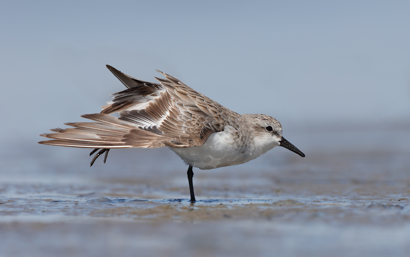 Red-necked Stint (Image ID 18851)