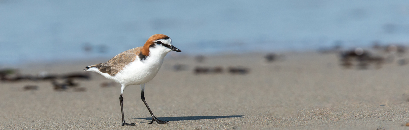Red-capped Plover (Image ID 19448)