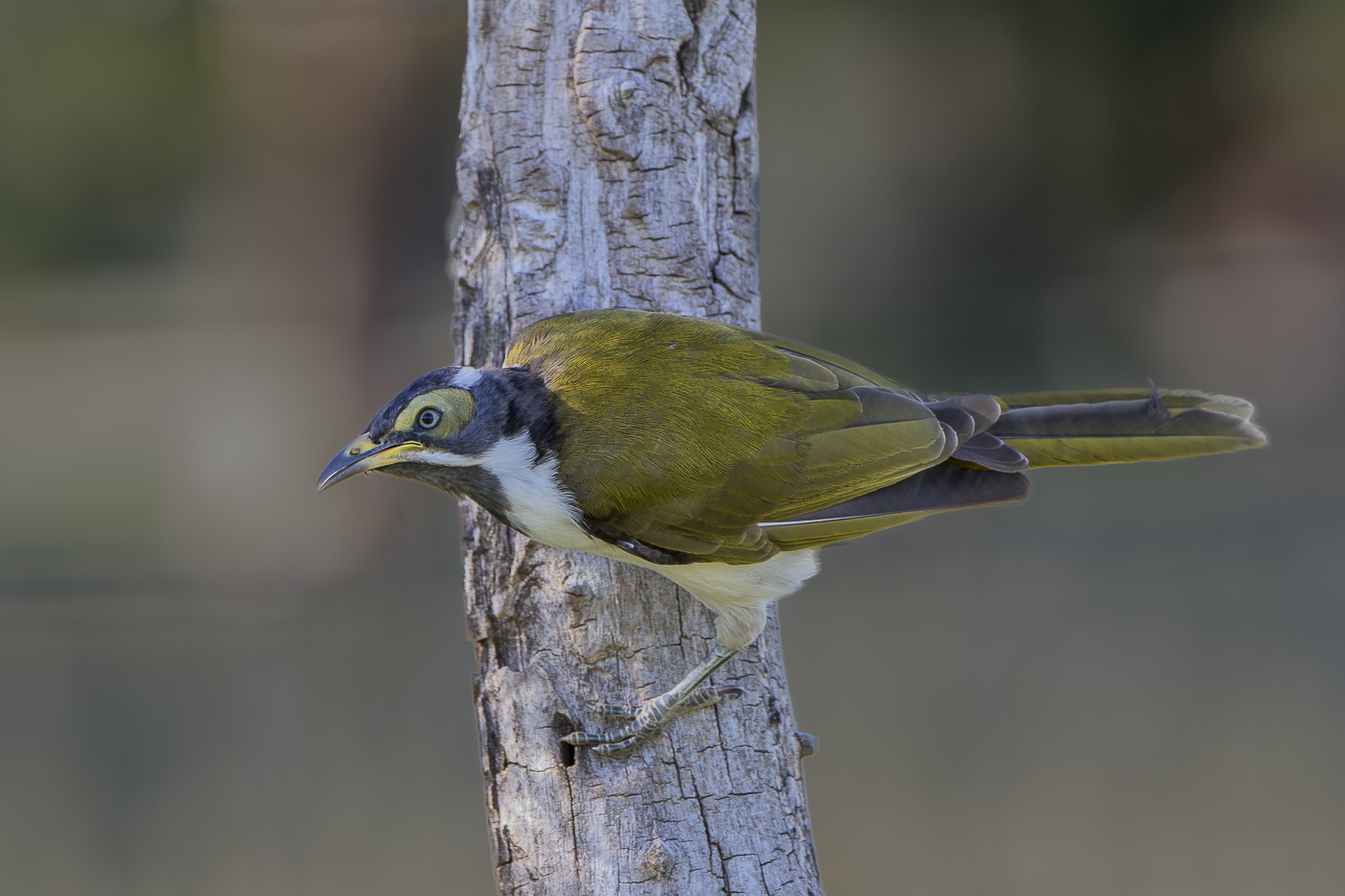 Blue-faced Honeyeater complex (Image ID 19249)