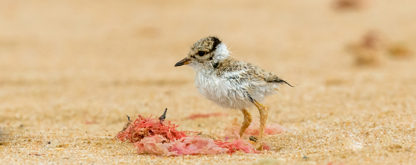 Hooded Plover (Image ID 19335)