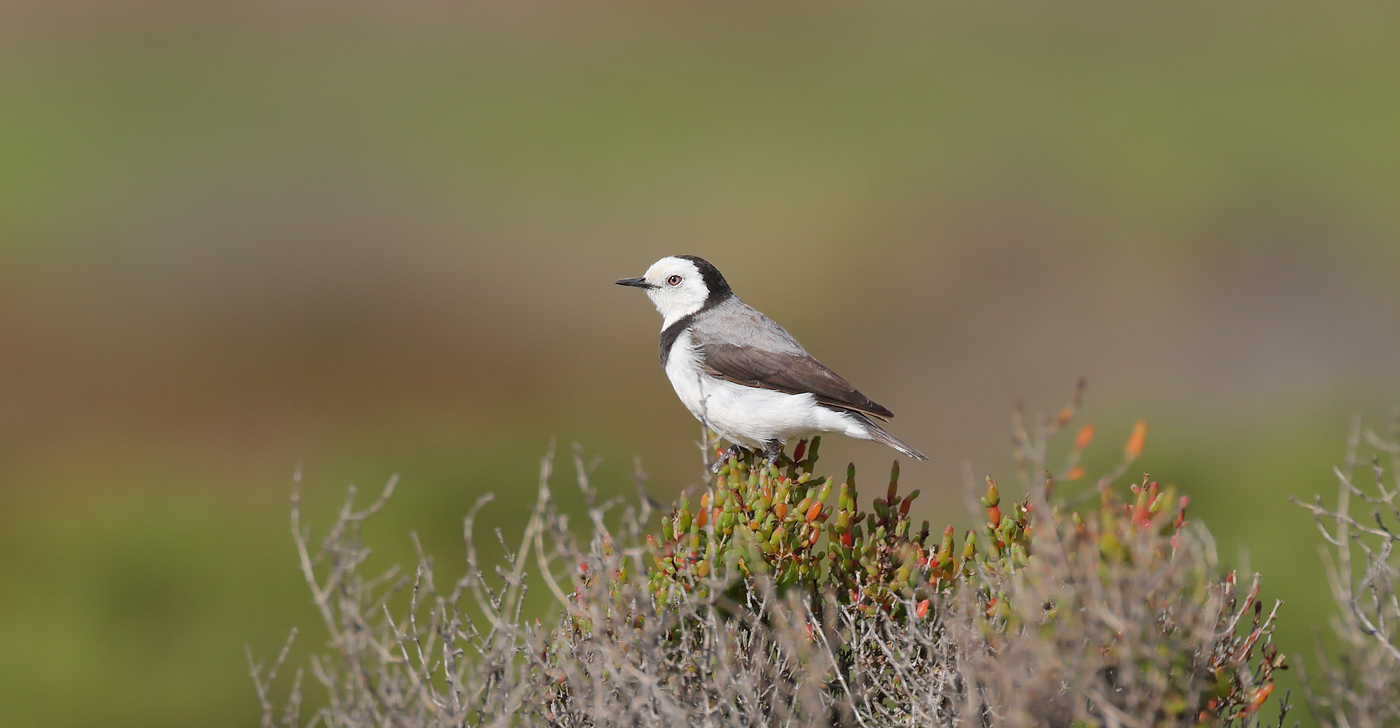 White-fronted Chat (Image ID 19509)