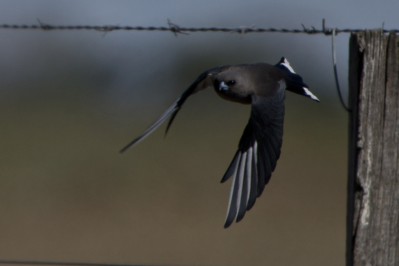 Dusky Woodswallow (Image ID 19699)