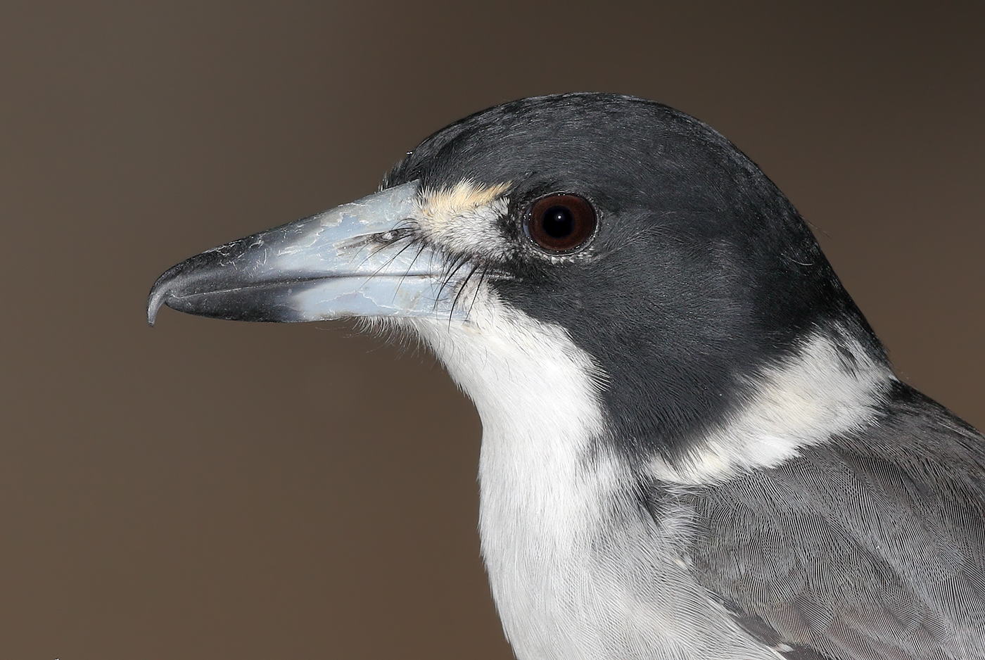 Grey Butcherbird (Image ID 19675)