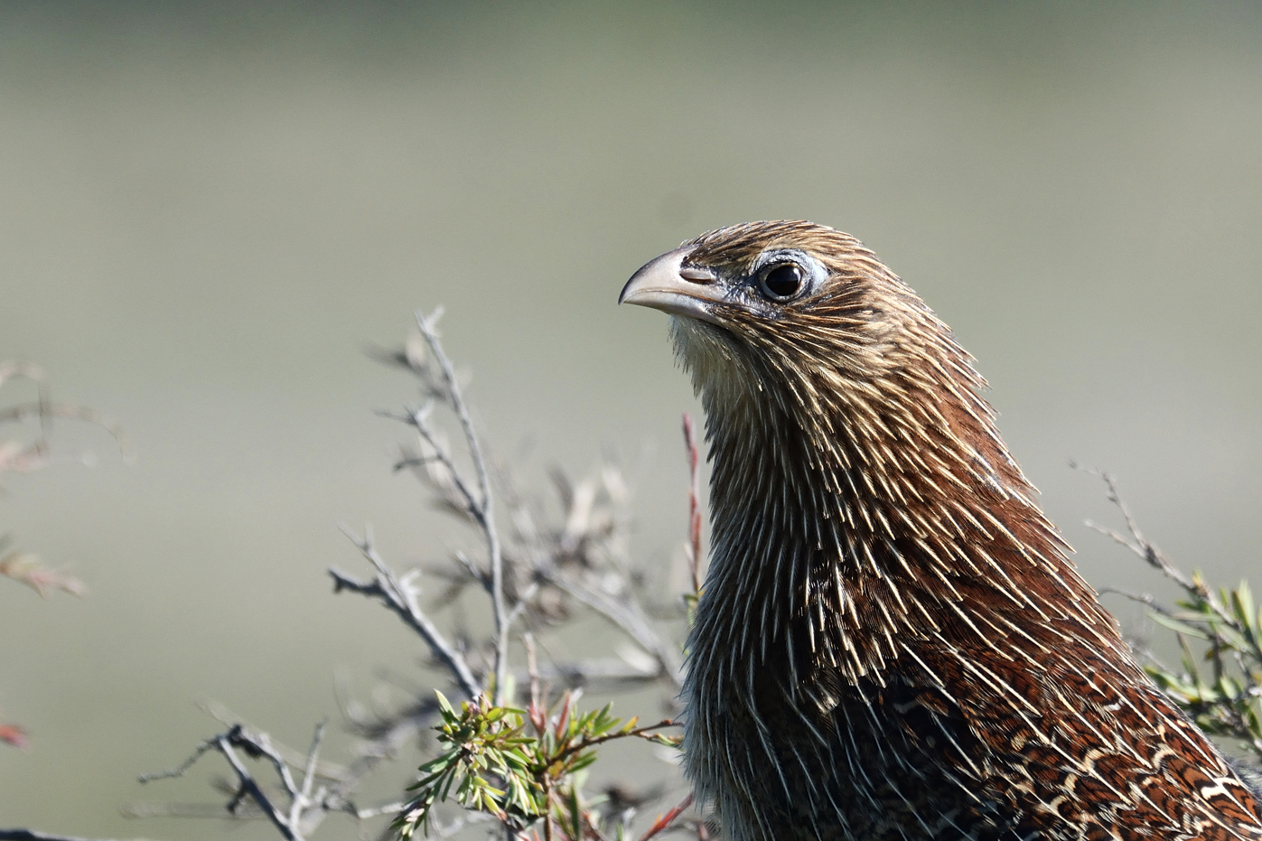Pheasant Coucal (Image ID 19848)