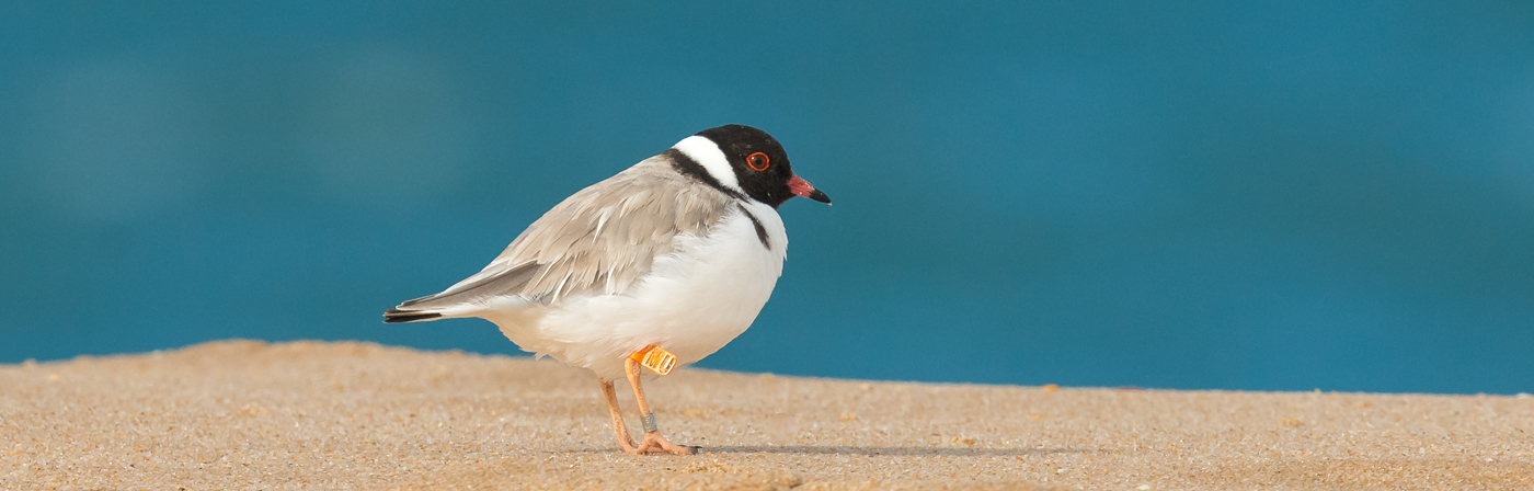 Hooded Plover (Image ID 19886)