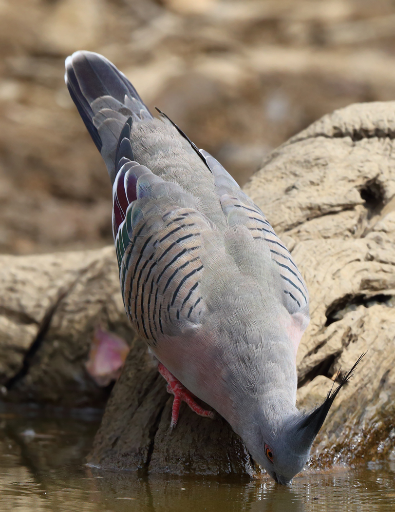 Crested Pigeon (Image ID 19950)