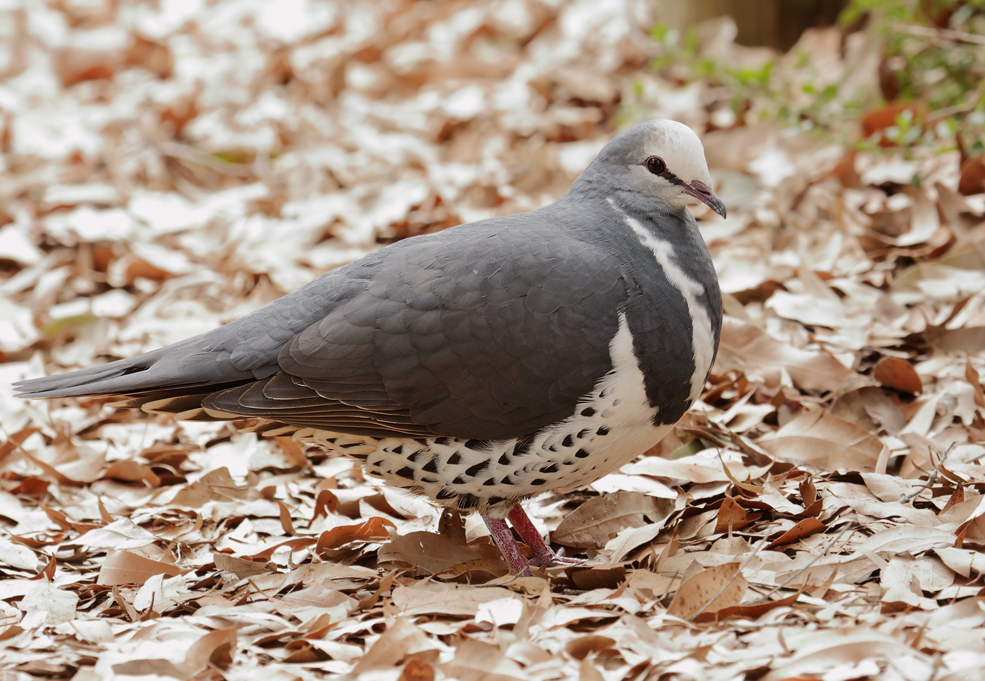Wonga Pigeon (Image ID 20019)