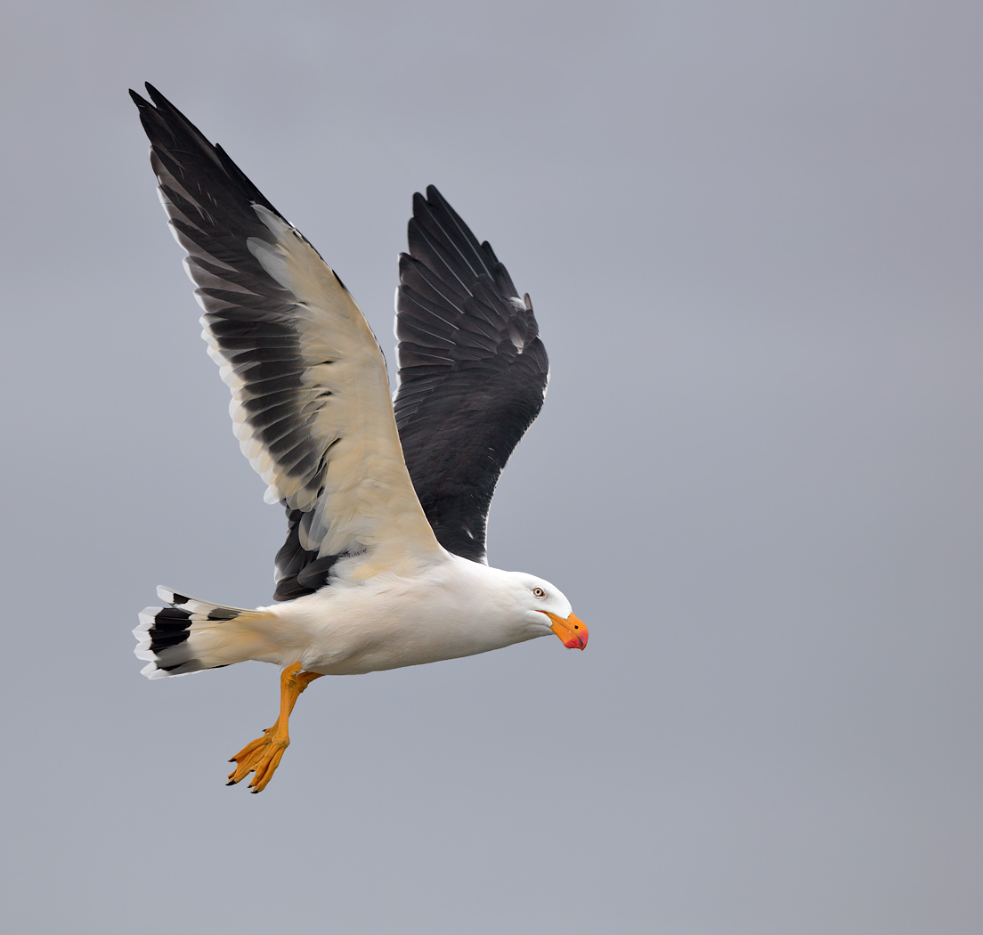 Pacific Gull (Image ID 20018)