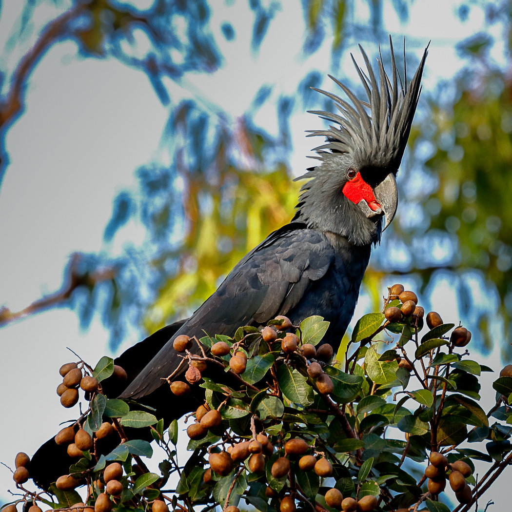 Palm Cockatoo (Image ID 19949)