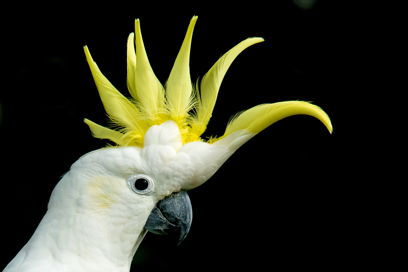 Sulphur-crested Cockatoo (Image ID 19835)