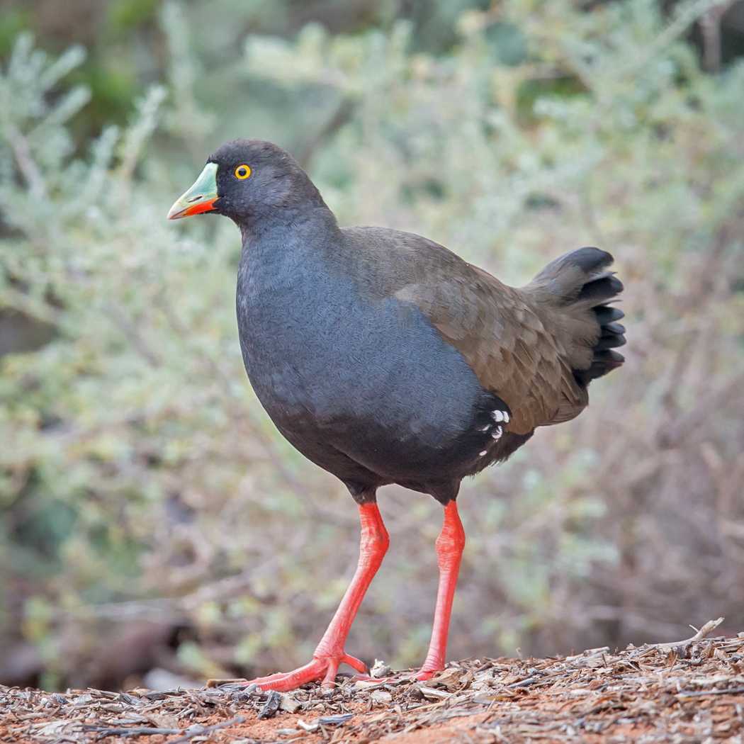 Black-tailed Native-hen (Image ID 20316)