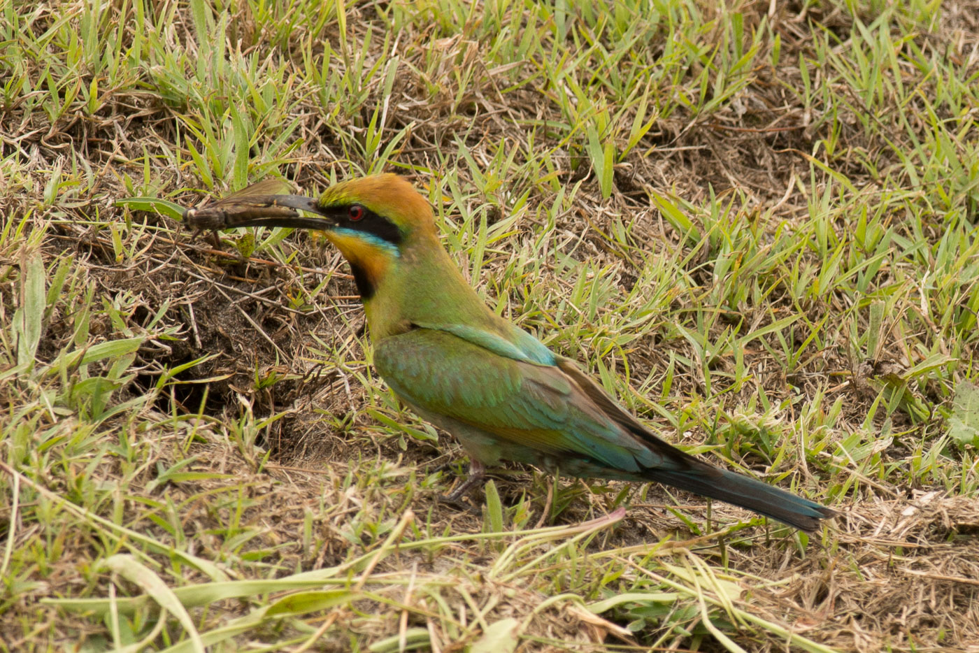 Rainbow Bee-eater (Image ID 20611)
