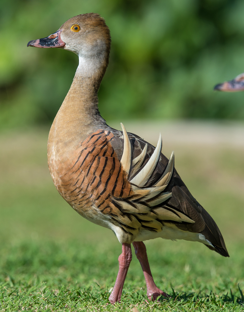 Plumed Whistling-Duck (Image ID 20340)