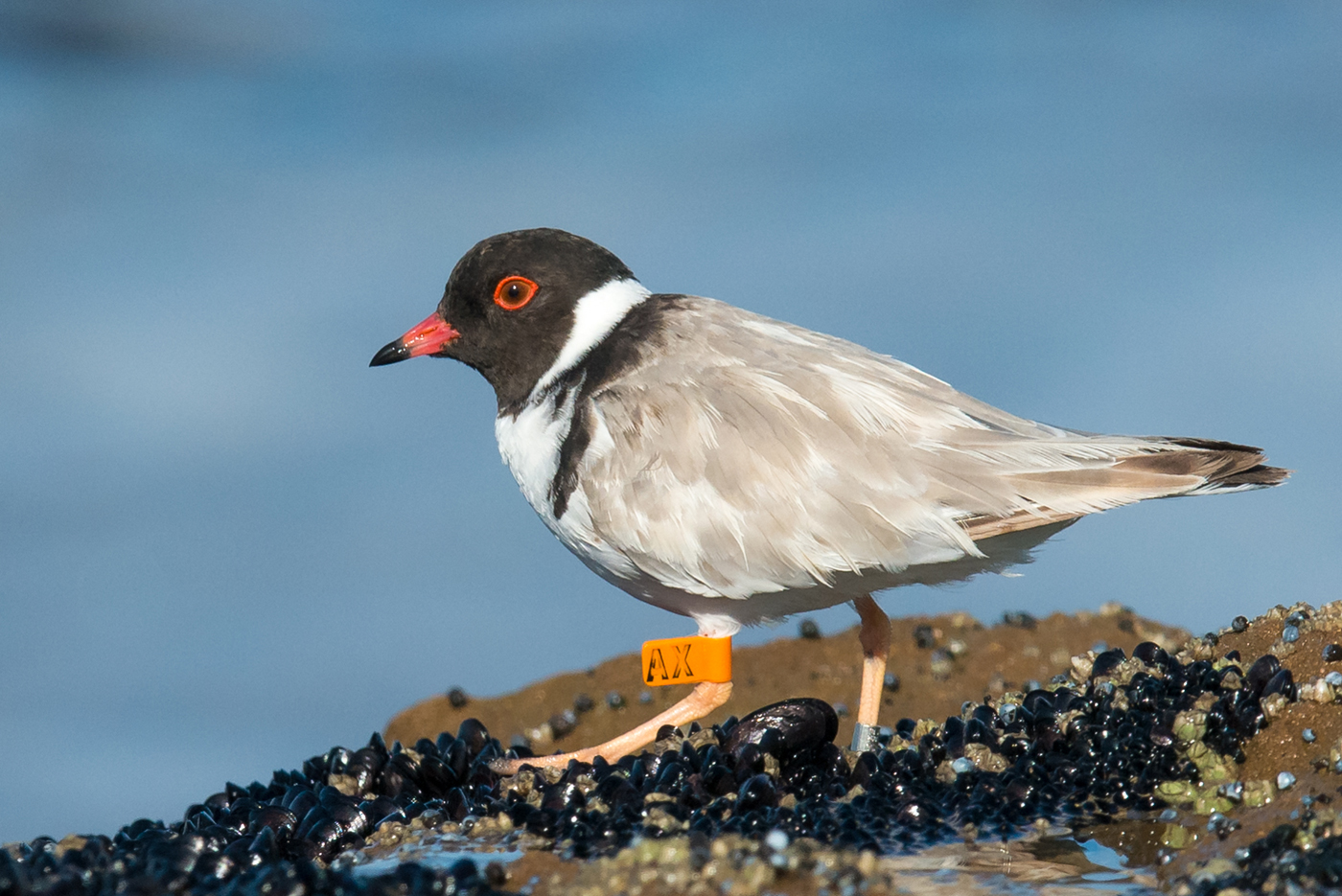 Hooded Plover (Image ID 20410)