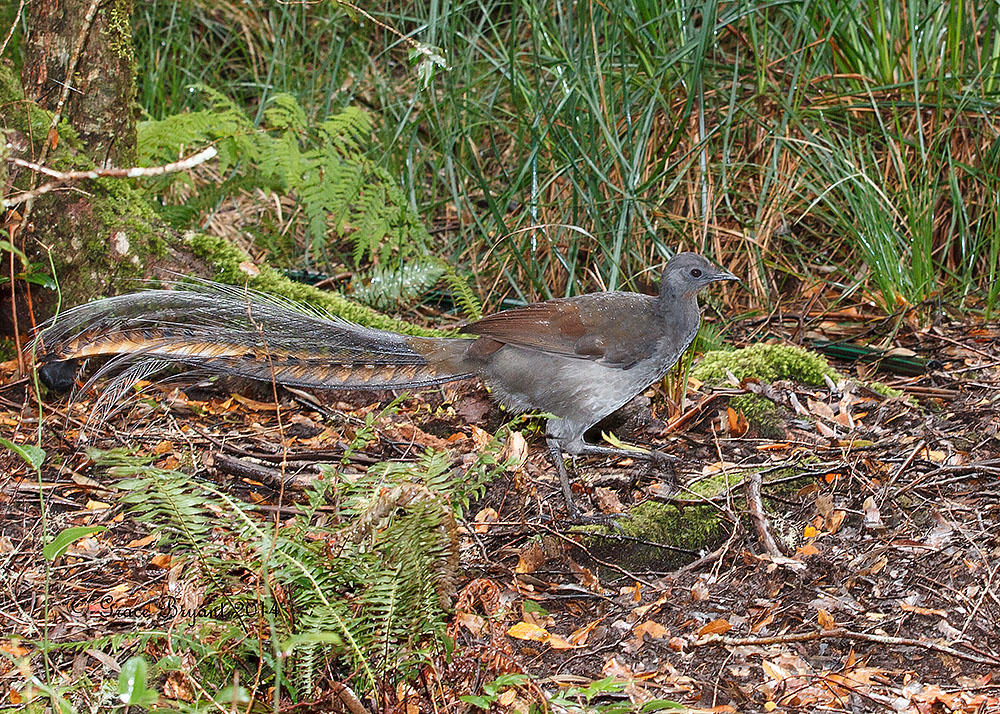 Superb Lyrebird (Image ID 20643)