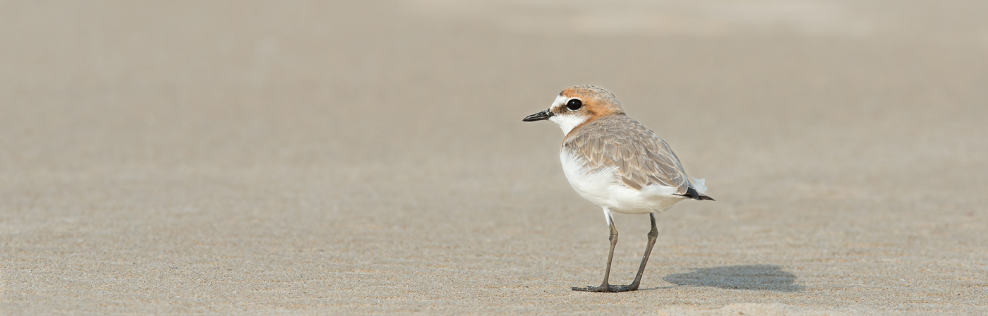 Red-capped Plover (Image ID 20406)