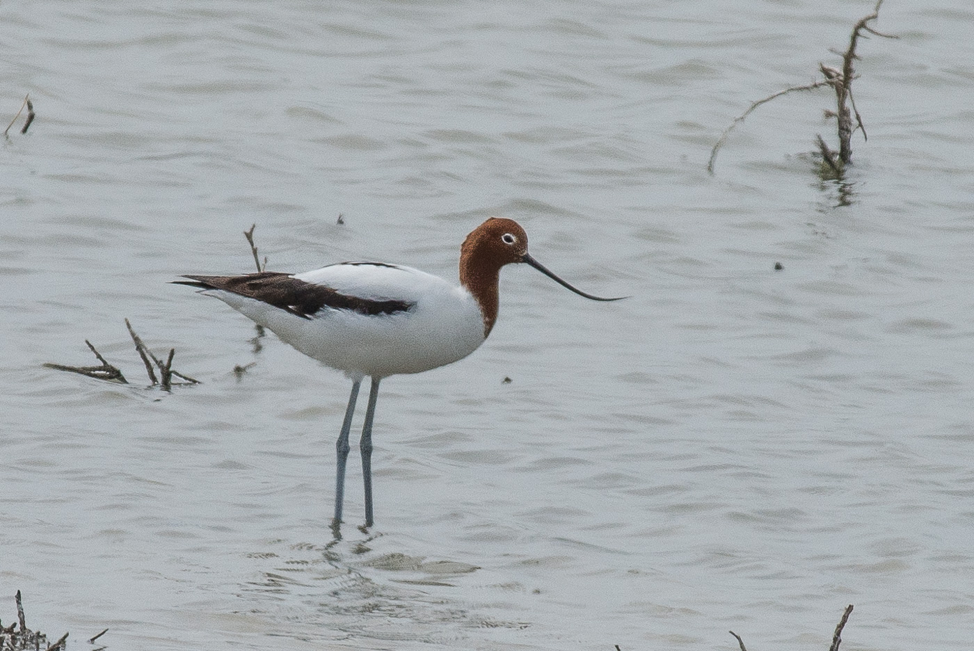 Red-necked Avocet (Image ID 20568)