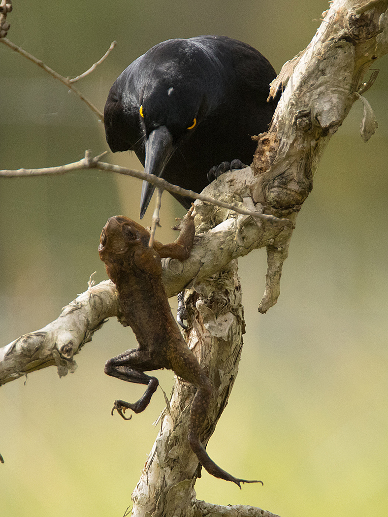 Pied Currawong (Image ID 20531)