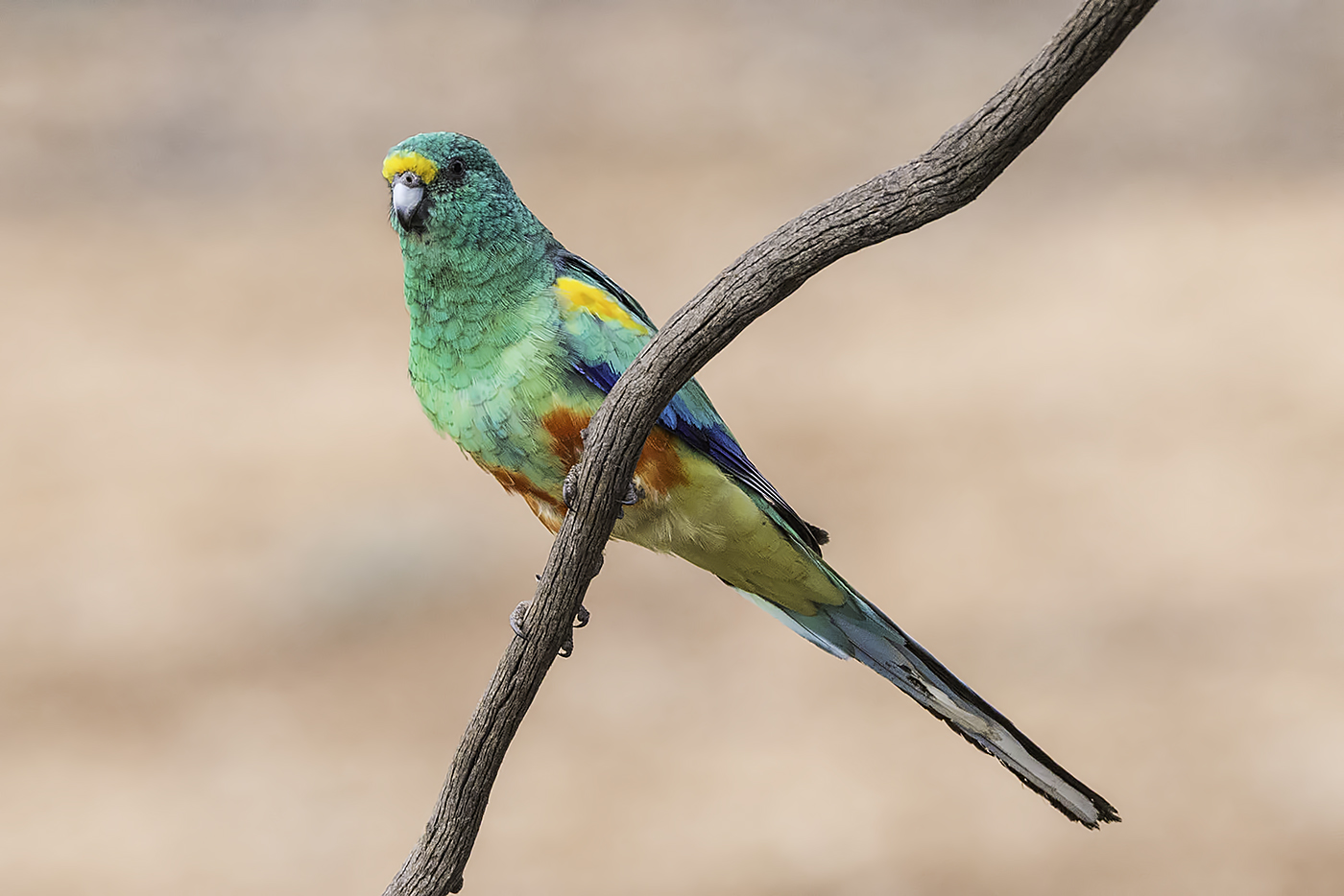 Mulga Parrot (Image ID 20905)