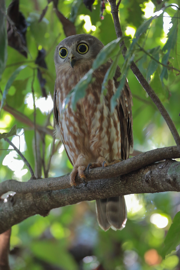 Barking Owl (Image ID 20882)
