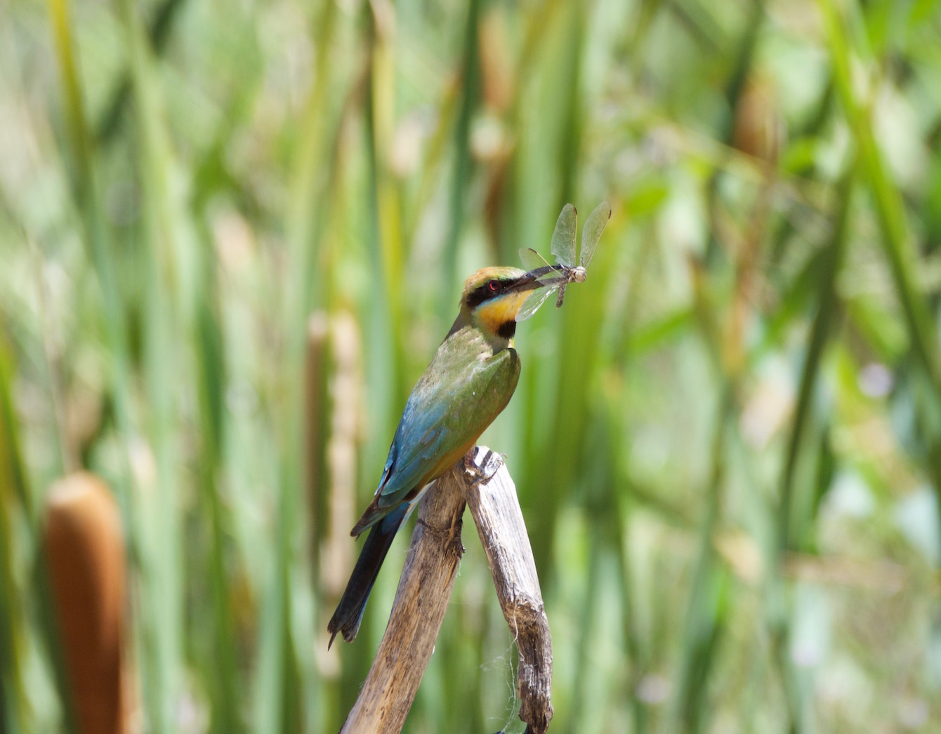 Rainbow Bee-eater (Image ID 20665)