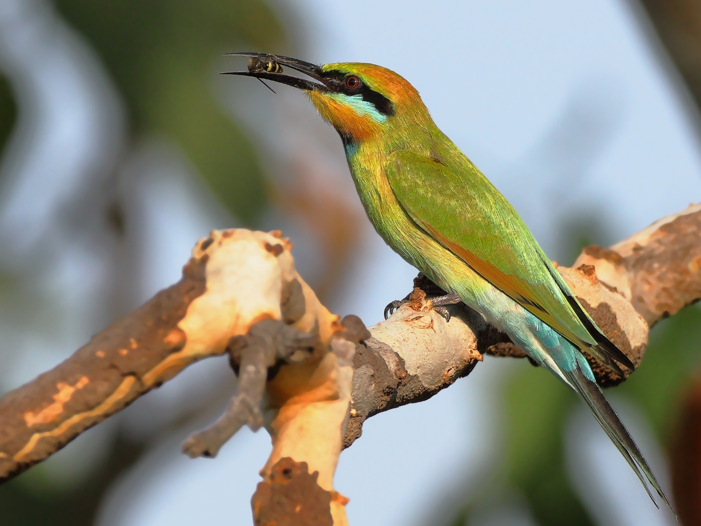 Rainbow Bee-eater (Image ID 20760)