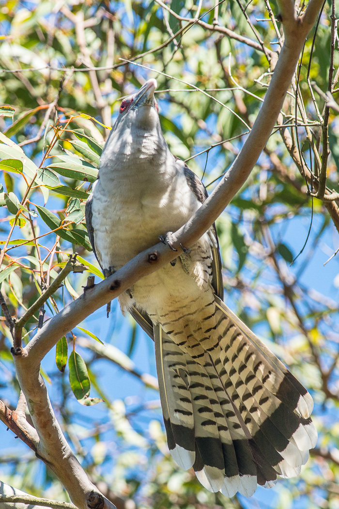 Channel-billed Cuckoo (Image ID 20867)