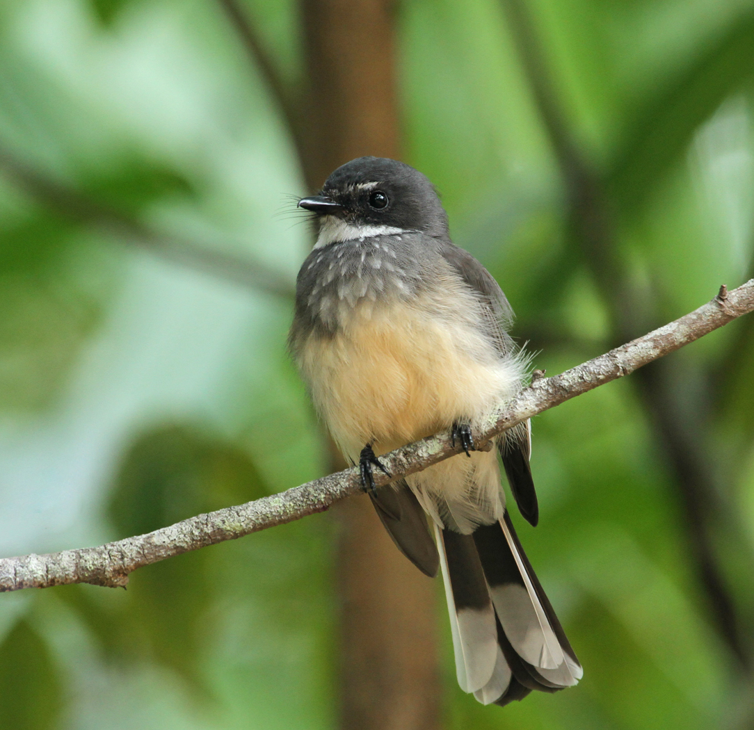 Northern Fantail (Image ID 20908)