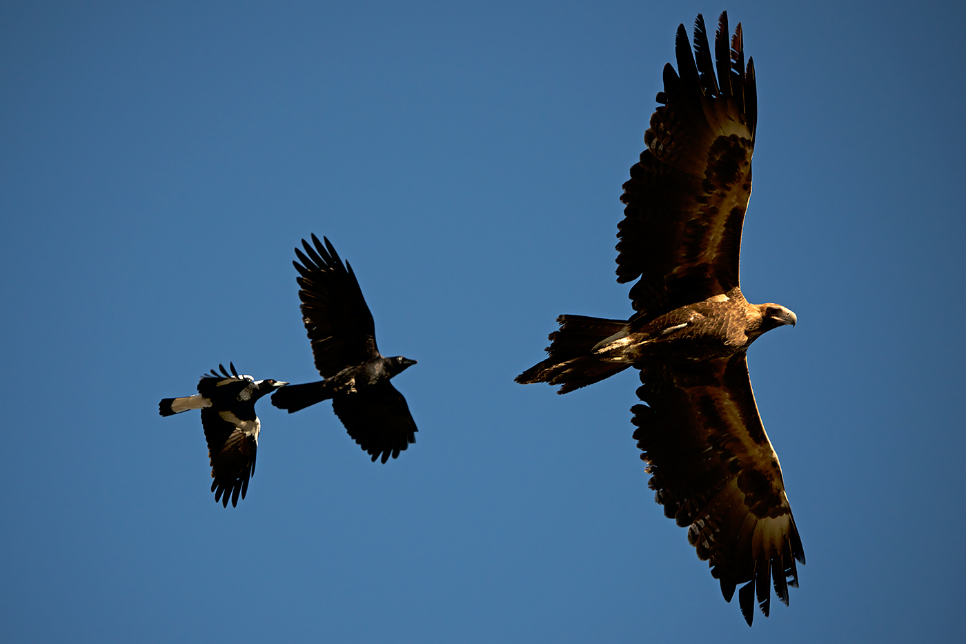 Wedge-tailed Eagle (Image ID 20788)