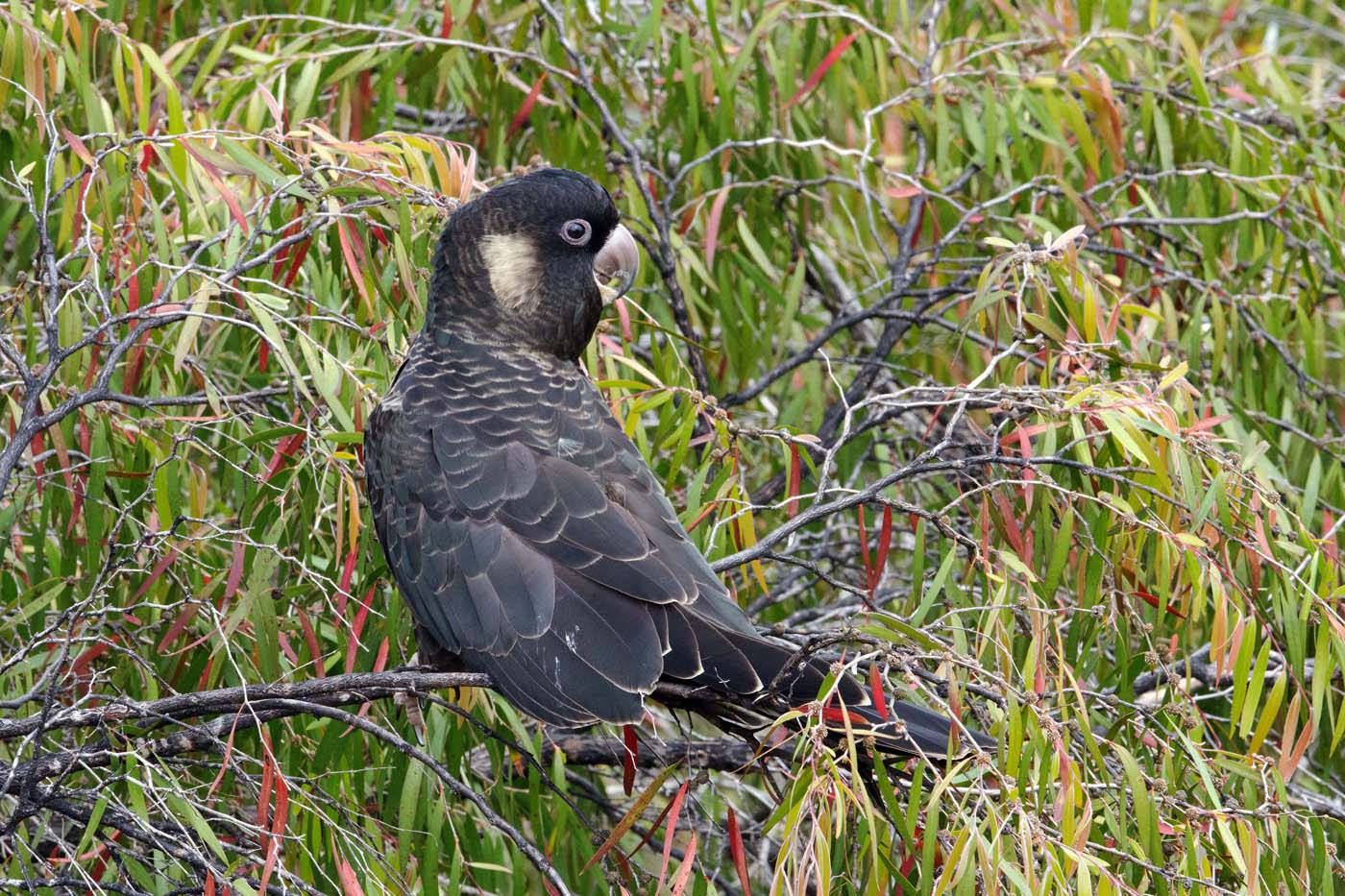 Carnaby's Black-Cockatoo (Image ID 21140)