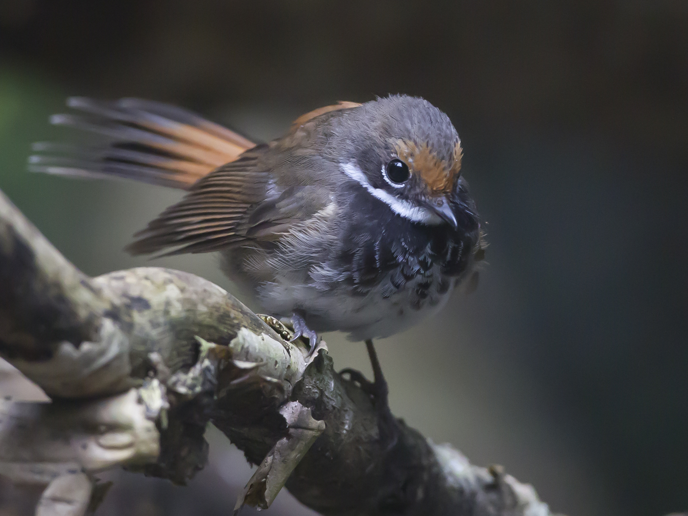Rufous Fantail (Image ID 21109)